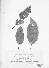 Podosphaera tridactyla image